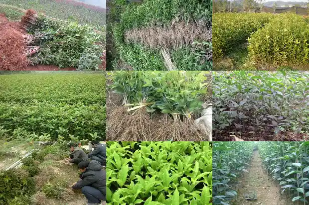 桂花分为哪四种品种1685837927633