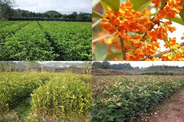 桂花分为哪四种品种1685837927680
