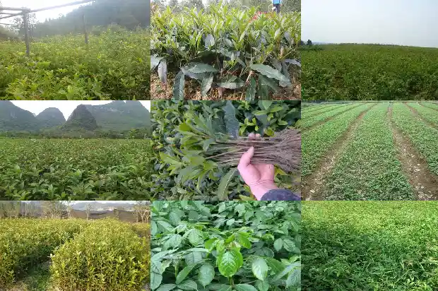 桂花分哪两种品种1685838012781