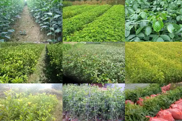 桂花可以分为几大类别1685838042622