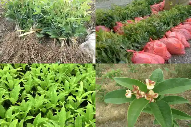 桂花有分几种1685838058895