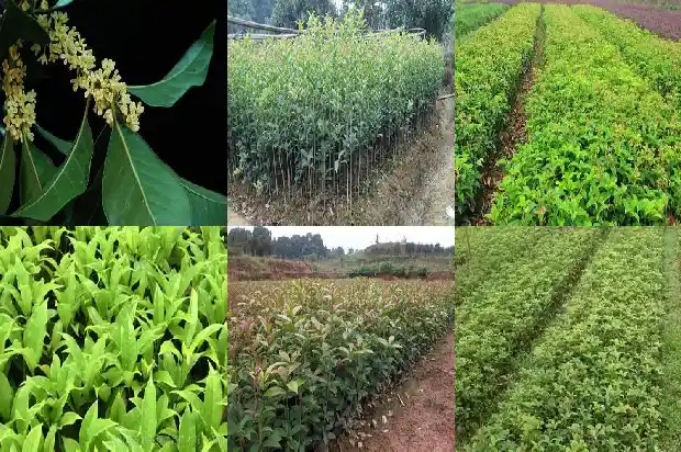 桂花分为哪两种颜色1685838074139