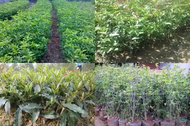 桂花分为哪两种颜色1685838074187