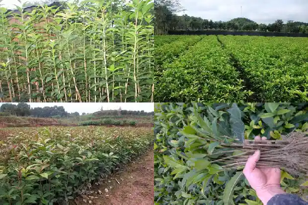 桂花分为哪几种?1685838113874