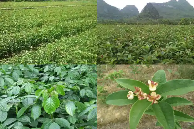 桂花有哪几种种类1685838133319
