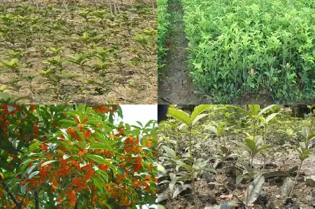 桂花有哪几种种类1685838133413