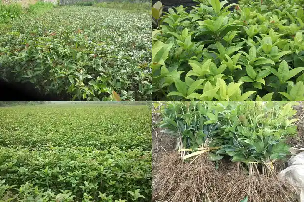 桂花共有几种颜色1685838172585