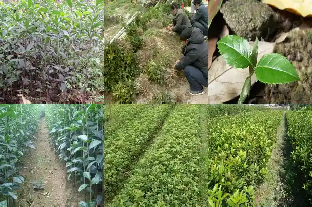 桂花共有几种颜色1685838172633