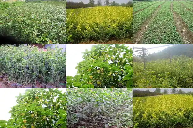 桂花树容易活吗怎么养好1688862009928