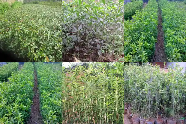 开桂花的树叫什么树呢1685838261903