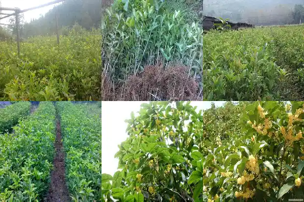 桂花是常绿树吗1685838278708
