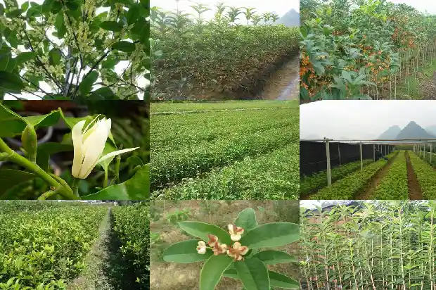 桂花是常青树1685838300674