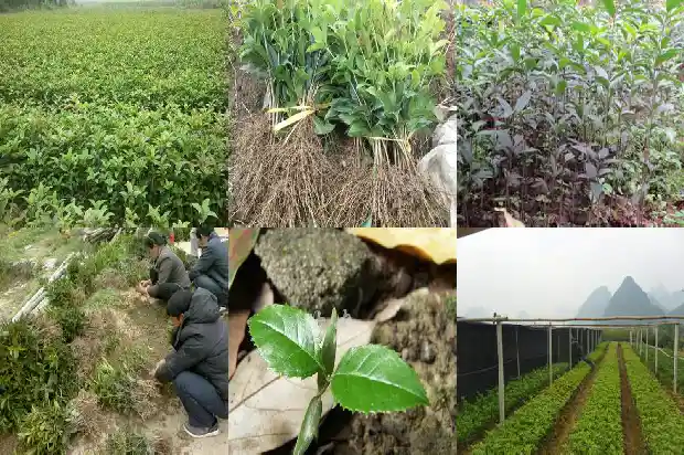 桂花是什么性质的1685838364401