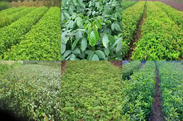 桂花是什么性质的1685838364544