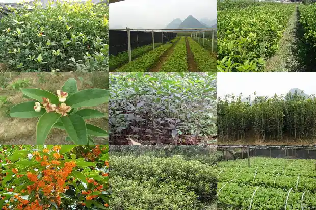 桂花单枝好还是多枝好养殖1685838385993