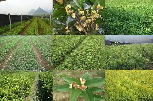 桂花单枝好还是多枝好养殖1685838386088