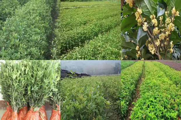 桂花树树干一根好还是分叉好1685838408310