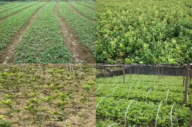 桂花树树干一根好还是分叉好1685838408358