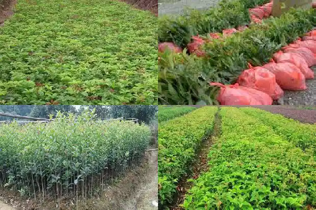 桂花树树干一根好还是分叉好1685838408406