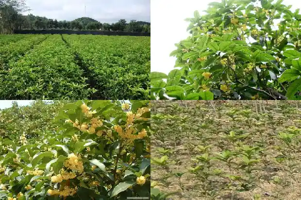 一年开一次桂花怎样嫁接为四季花开的1689899670630