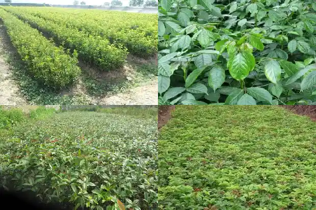 桂花树什么时候叉枝好1685838463176