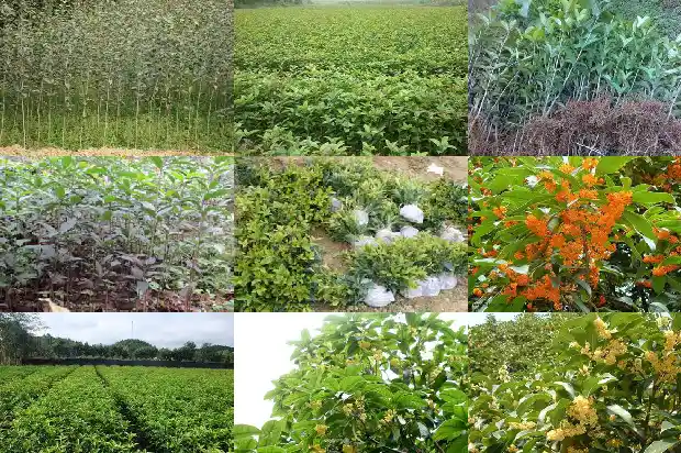 好看的桂花树长什么样1688792567051