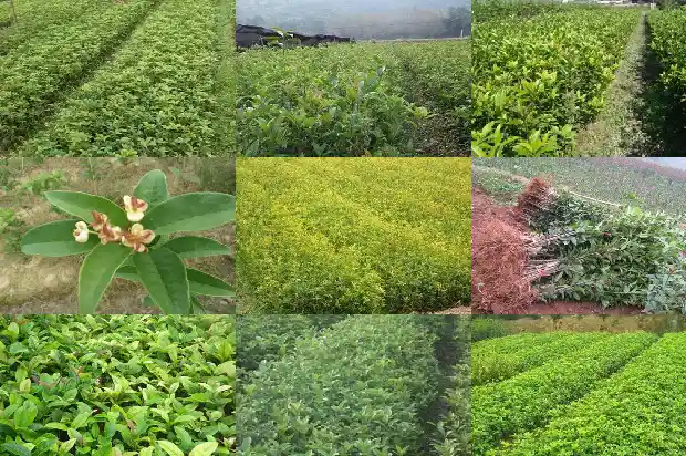 桂花树什么时候叉枝好1685838463319