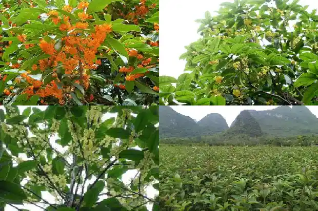 桂花树分叉多好还是少好呢1685838513930
