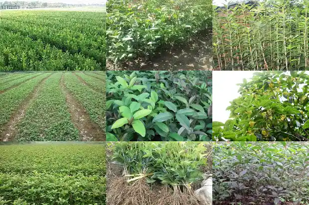 桂花树分叉多好还是少好呢1685838513978