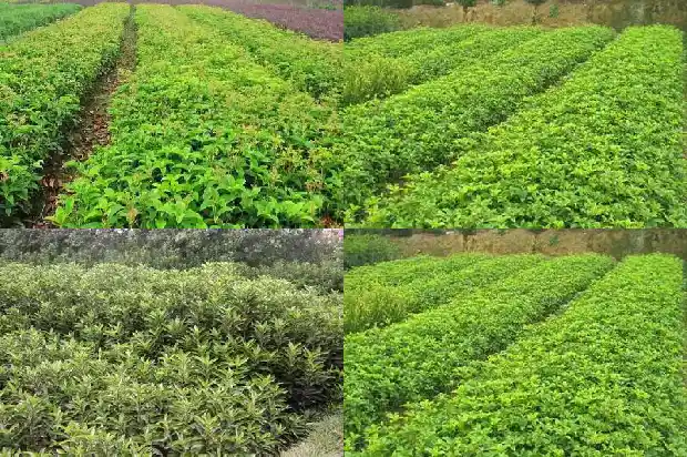 桂花树分叉多好还是少好呢1685838514026