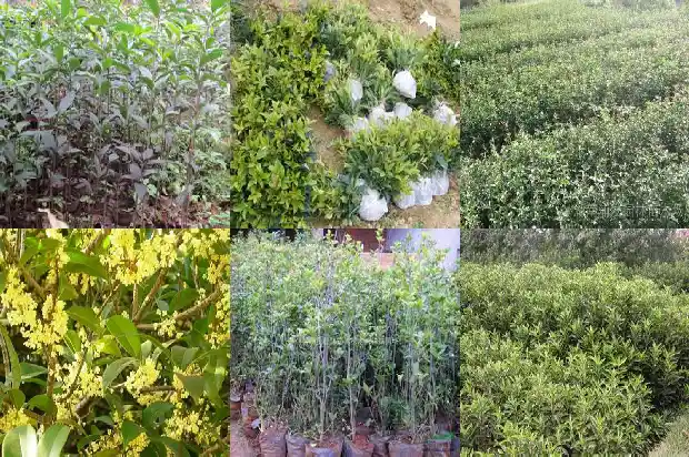 桂花什么枝条开花快1685838538550