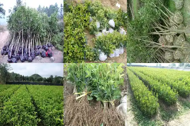 桂花什么枝条开花快1685838538598