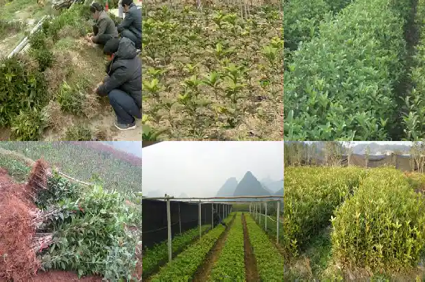 桂花是什么开花1685838560170