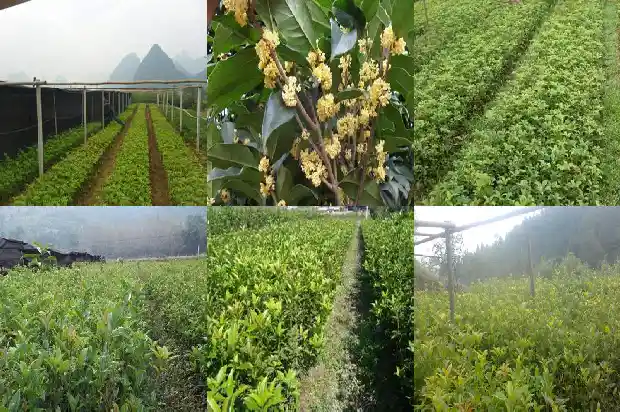 桂花是什么开花1685838560218