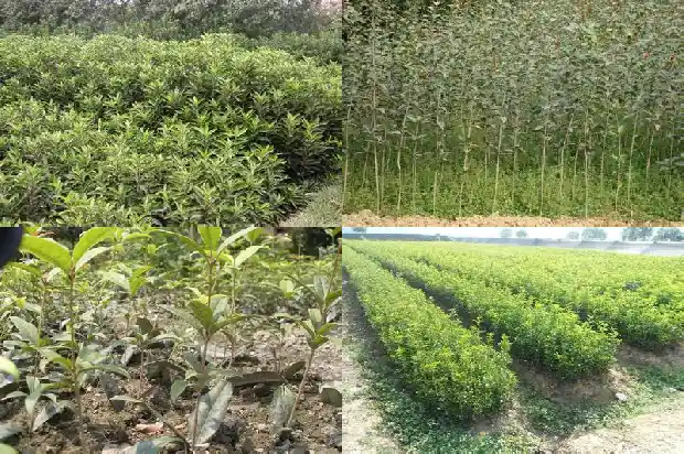 桂花的枝条1685838582320