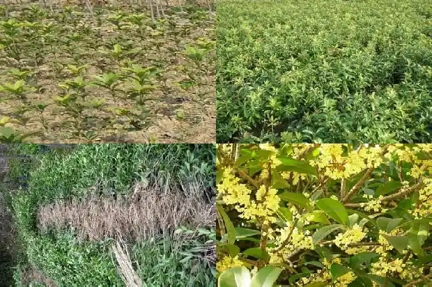 桂枝是桂花的枝条吗1685838606674