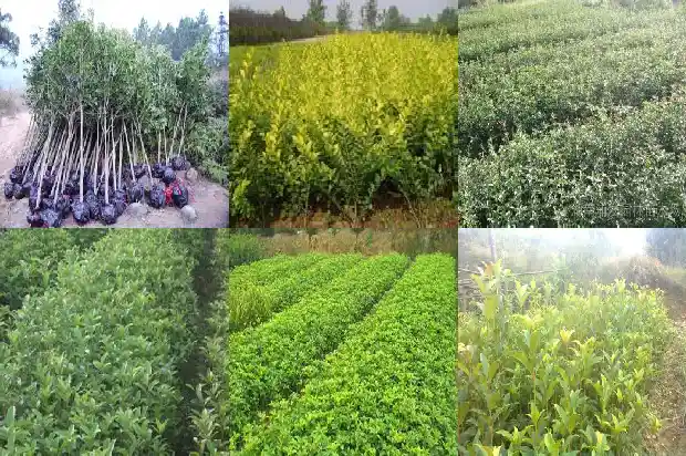 桂枝是桂花的枝条吗1685838606722