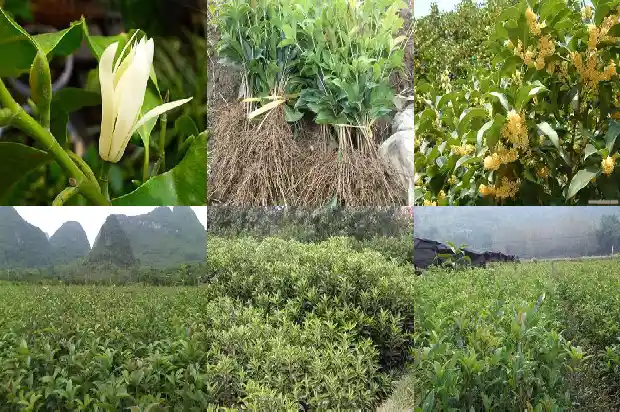 桂枝是桂花的枝条吗1685838606768