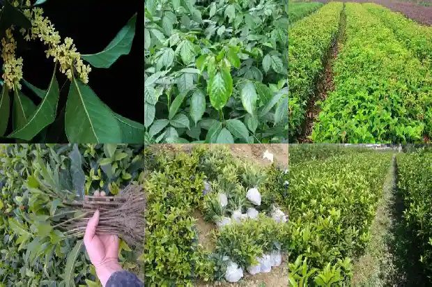 桂枝是桂花的枝条吗1685838606815