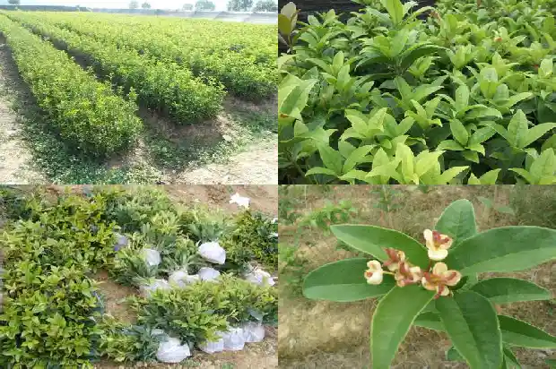 桂花树盆栽好还是地栽好1685838628966