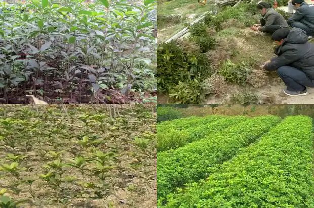 桂花树盆栽好还是地栽好1685838629013