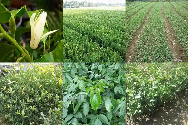 桂花树盆栽好还是地栽好1685838629107