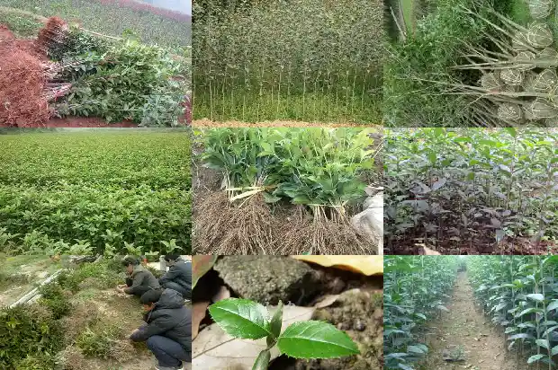 桂花树栽一棵好不好1685838648571