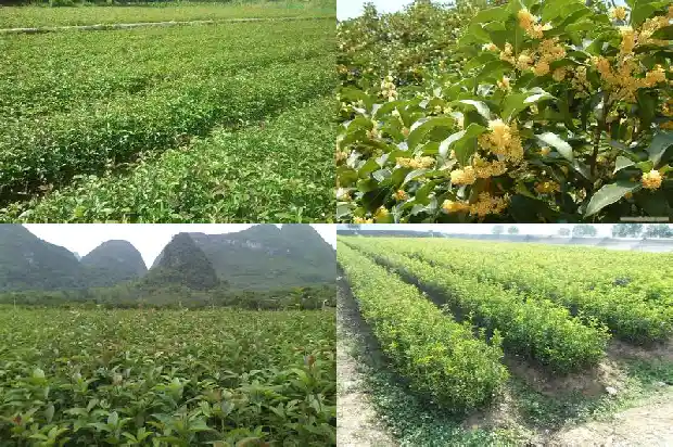 丛生桂花好还是独杆好养植1685838672773