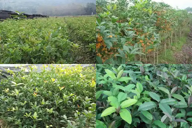 丛生桂花好还是独杆好养植1685838672820