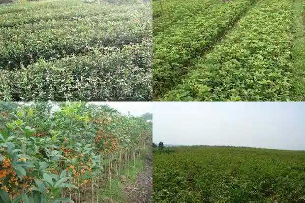 桂花树双杆好还是单杆好看点1685838690370