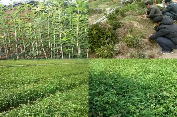 桂花树跟什么树嫁接最好1685838729759