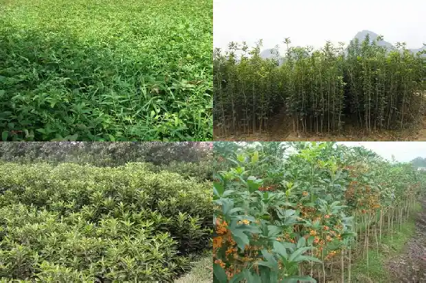 桂花树跟什么树嫁接最好1685838729807