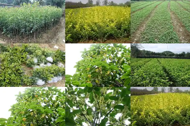 桂花乌龙茶喝了有啥好处1689467855925