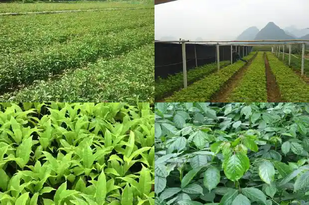 桂花树是用什么树嫁接的1685838749526